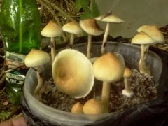 596f49a598852_0132.jpg.c6ea55e26d120697ca14b8dc8763e95f.jpg