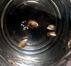 HinduKush landrace _2024-02-18