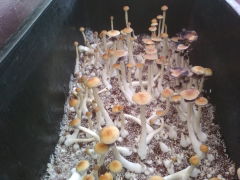 Мотонотуб cubensis