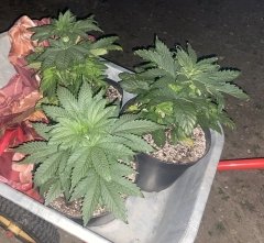 HinduKush landrace_2024-04-10