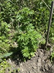 HdK#25_2024-05-06.jpg