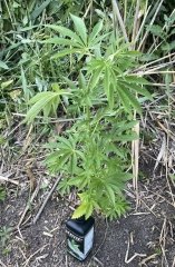 Kdh#1_2024-06-02