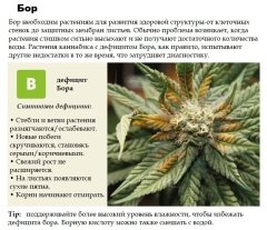 373 - бор.jpg