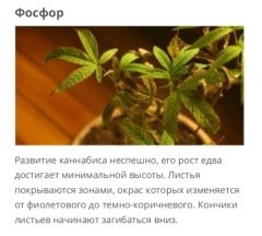 8 - фосфор.jpg