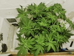 IMG_20240921_061709.jpg
