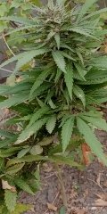 IMG_20241009_160641.jpg