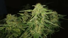 55_flower_2.jpg