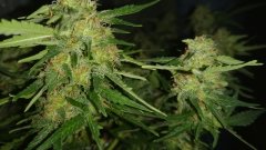55_flowering.jpg