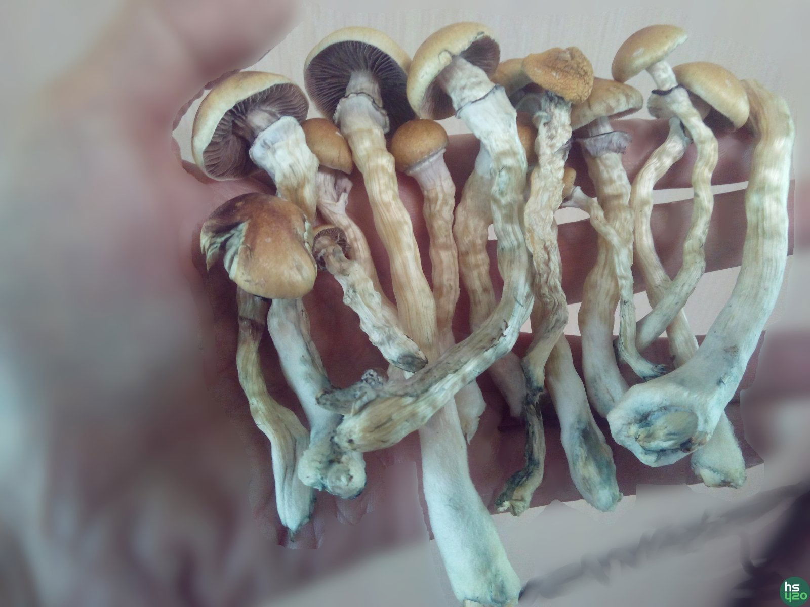 Shrooms