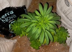 KdhBl#1_2024-12-29