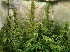 Zernoff Cookies auto