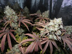 hs-420