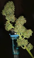 light_bud.jpg