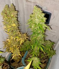 Cookies auto [Zernoff] 2024-12-21