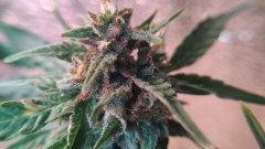 reptiloide_kush_went_purple.jpg