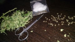 seeds_harvest.JPG