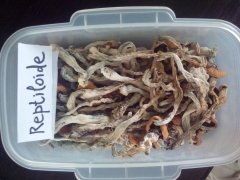 shrooms.jpg