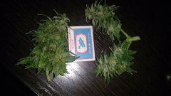 strawberry_before_trim.JPG