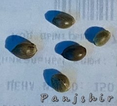 Panjshir seeds_2024-10-16