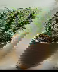 ганжэг на солнышке