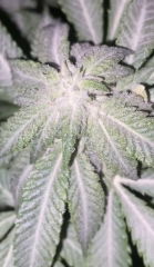 KdhBl#1_2025-02-13_20-25-28