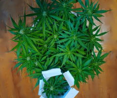 pistils.jpg