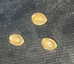 seeds_KdhBl#1_2025-03-04