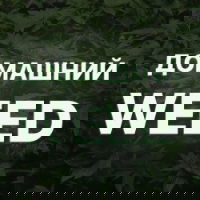 ДомашнийWeed