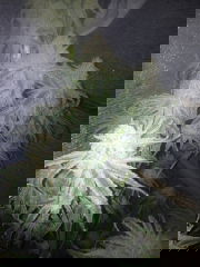 gallery_2109_337_116689.jpg