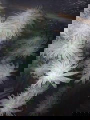 gallery_2109_337_205270.jpg
