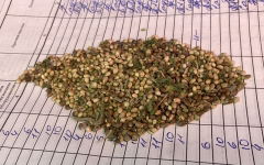 Kandahar seeds_2025-04-07