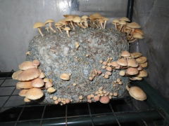 288782873-G-dilepsis_on-supped-wood-mulch2.jpg