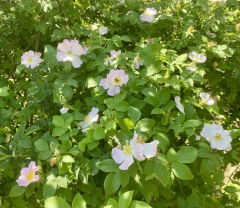 IMAGE 2025-05-23 11:56:35