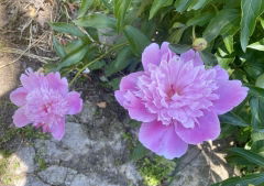 IMAGE 2025-05-23 11:57:04