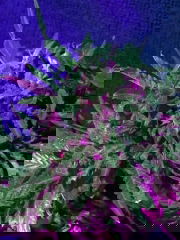 07718d0b-31e4-4988-a57b-8e68dacea8e4.jpeg