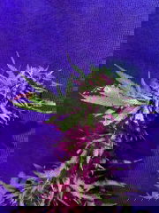 39b1d8ec-d23e-49d8-be4c-f98616c474e9.jpeg