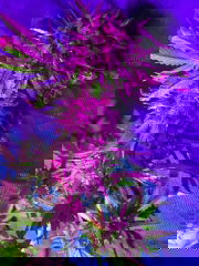 56f1a65a-b655-41b0-b745-839430e19009.jpeg