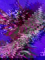 60a67b47-9a21-4d27-a082-debb11465bd0.jpeg