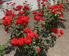 IMAGE 2025-06-07 15:26:08