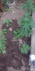 IMG_20250603_193545.jpg