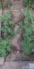 IMG_20250603_193556.jpg