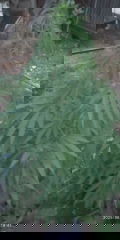 IMG_20250606_194117.jpg