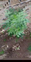 IMG_20250613_150902.jpg