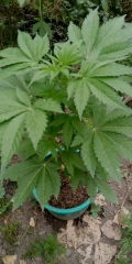 IMG_20250613_150930.jpg