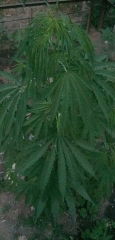 PANO_20250603_193703.jpg