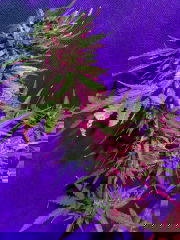 be3d26b8-7034-4ad3-a25d-1e63fe0ce992.jpeg