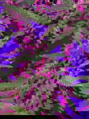 ce1c89c9-bda9-45ab-9fc0-ce447f4655d7.jpeg