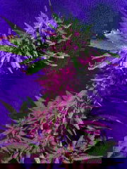 d35dd628-6bde-4c6b-9daa-f01aacb2ee6b.jpeg