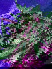 fde8109d-ce95-4b22-a1c5-80cdade79421.jpeg