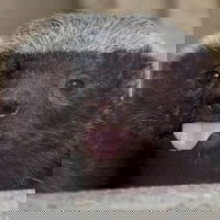 МёдоеД